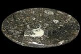 Lot: -/ Round Plates With Goniatite Fossils - Pieces #108059-1